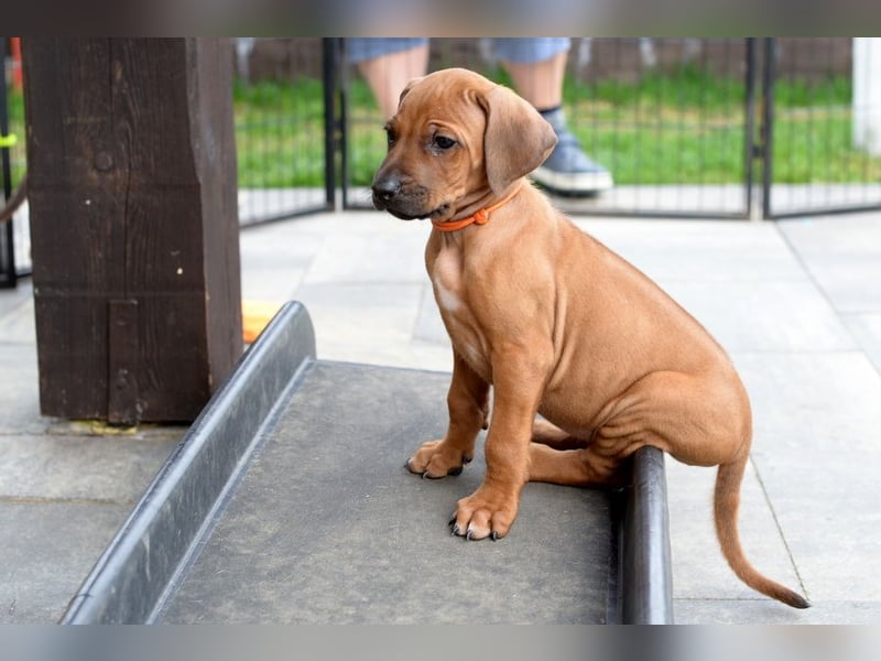 Rhodesian Ridgeback Welpen mit FCI-Papieren
