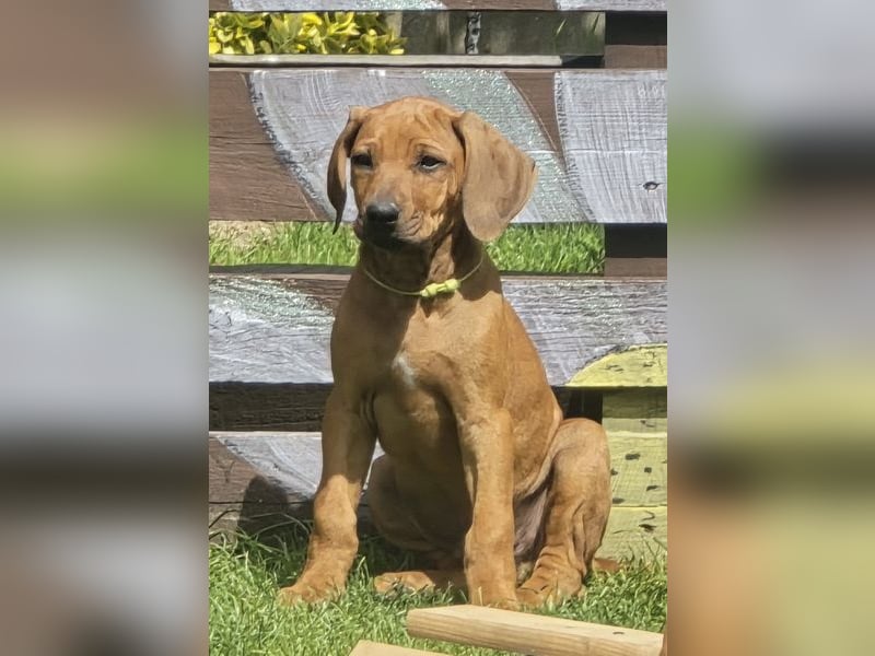 RR-Welpen mit FCI-Papieren