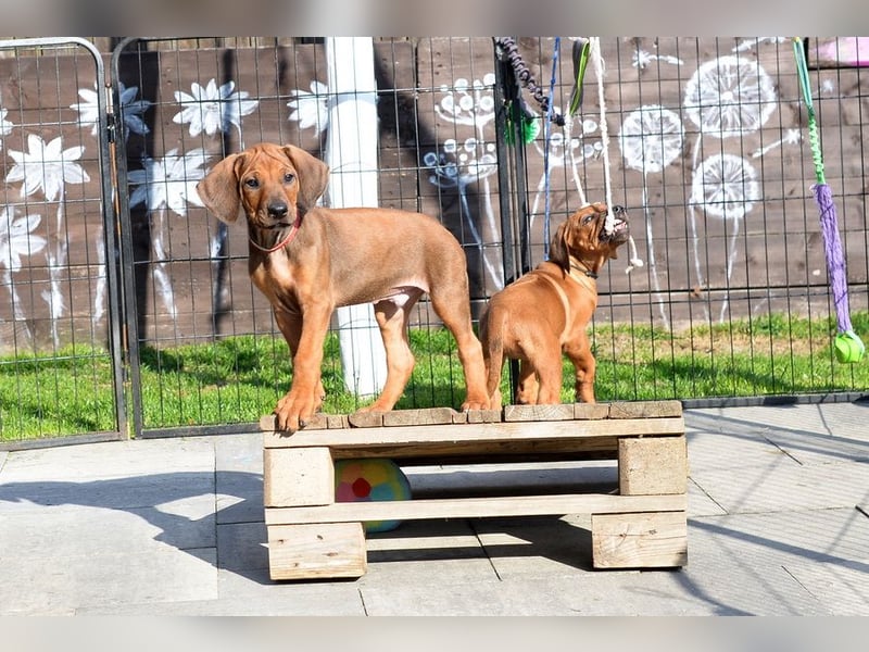 Rhodesian Ridgeback Welpen mit FCI-Papieren