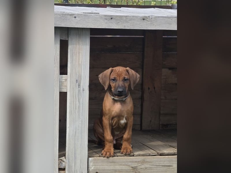 Rhodesian Ridgeback Welpen mit FCI-Papieren