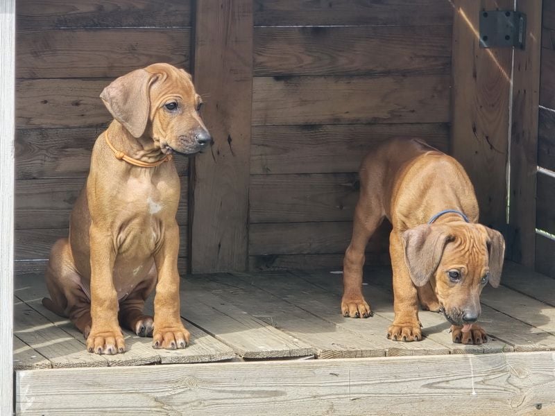 Rhodesian Ridgeback Welpen mit FCI-Papieren