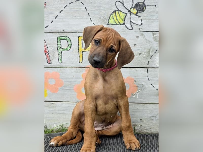 RR-Welpen mit FCI-Papieren