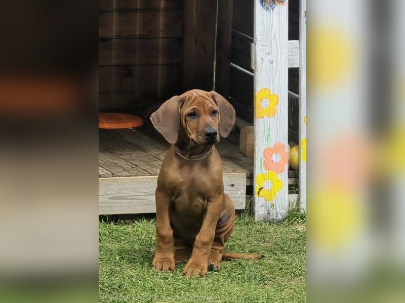 RR-Welpen mit FCI-Papieren