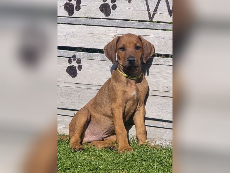 RR-Welpen mit FCI-Papieren