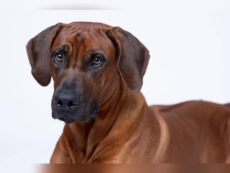 Rodezyjski Ridgeback - FCI