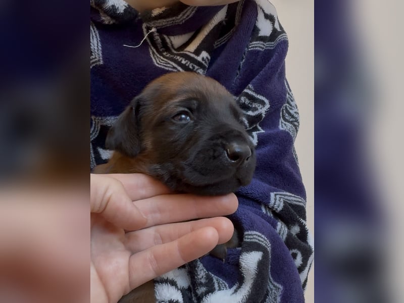 Rodezyjski Ridgeback - FCI