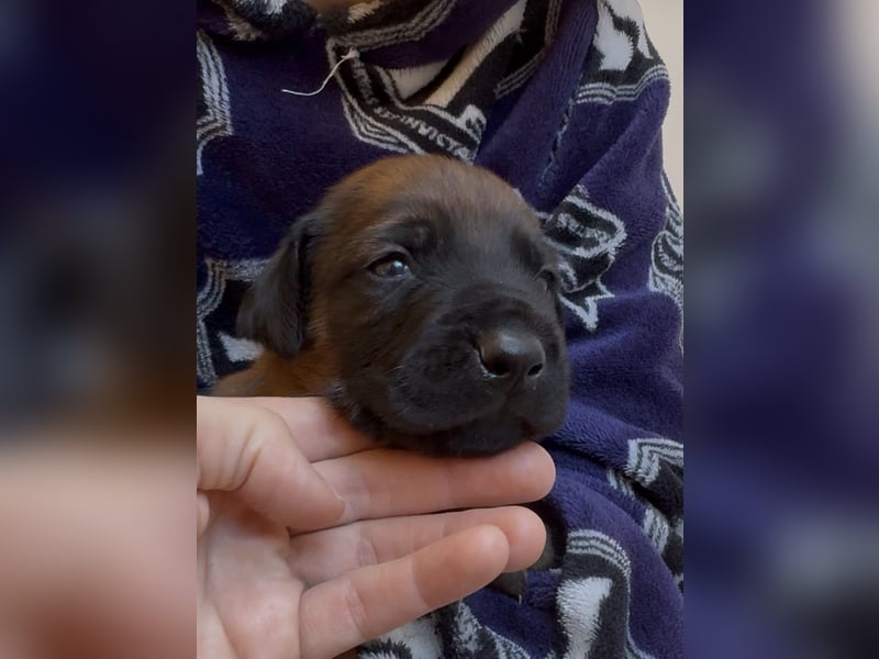 Rodezyjski Ridgeback - FCI