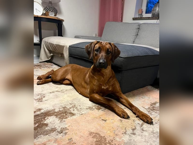 Rodezyjski Ridgeback - FCI