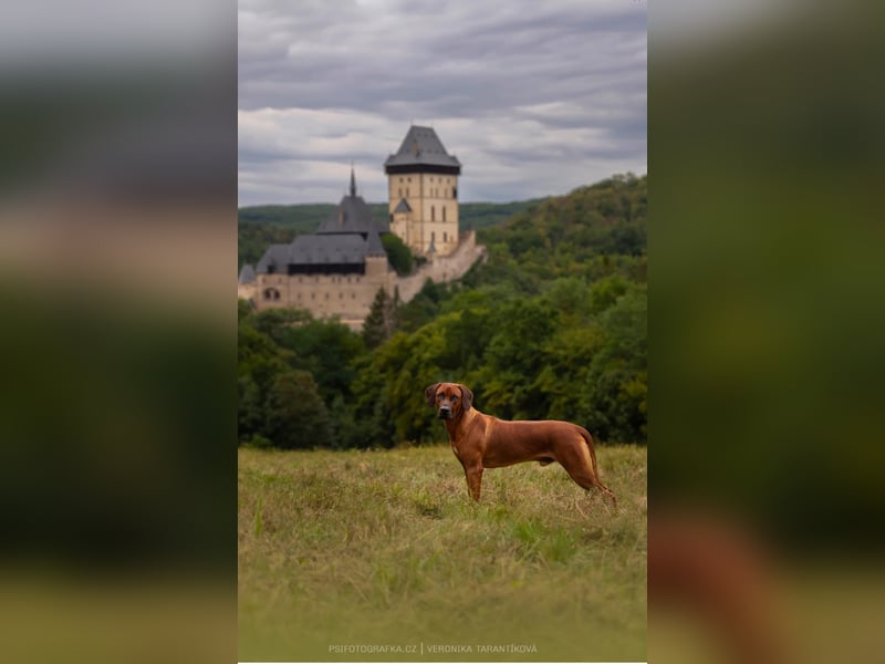 Rodezyjski Ridgeback - FCI