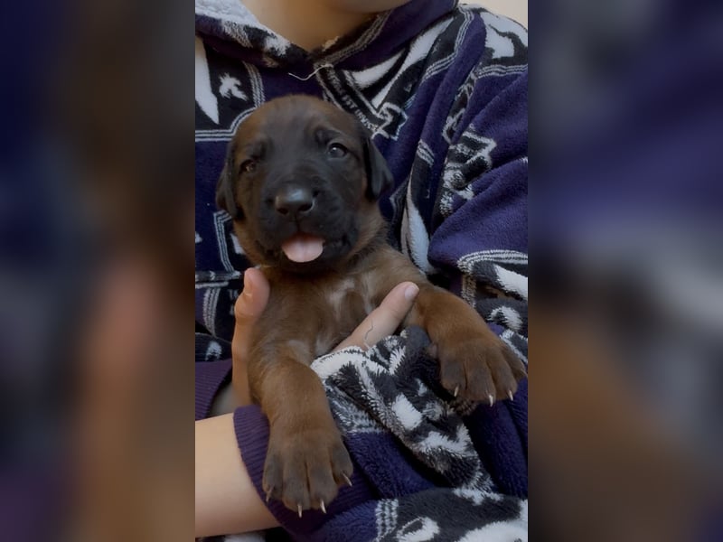 Rodezyjski Ridgeback - FCI