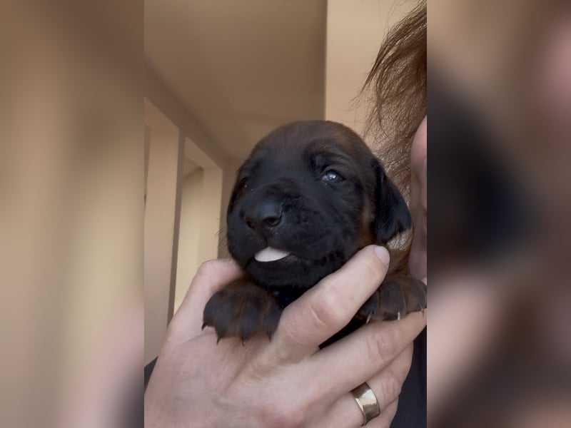 Rodezyjski Ridgeback - FCI