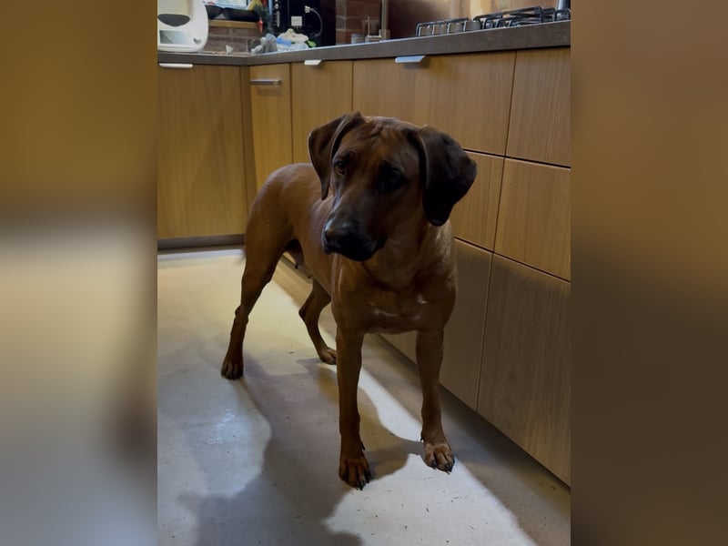 Rodezyjski Ridgeback - FCI