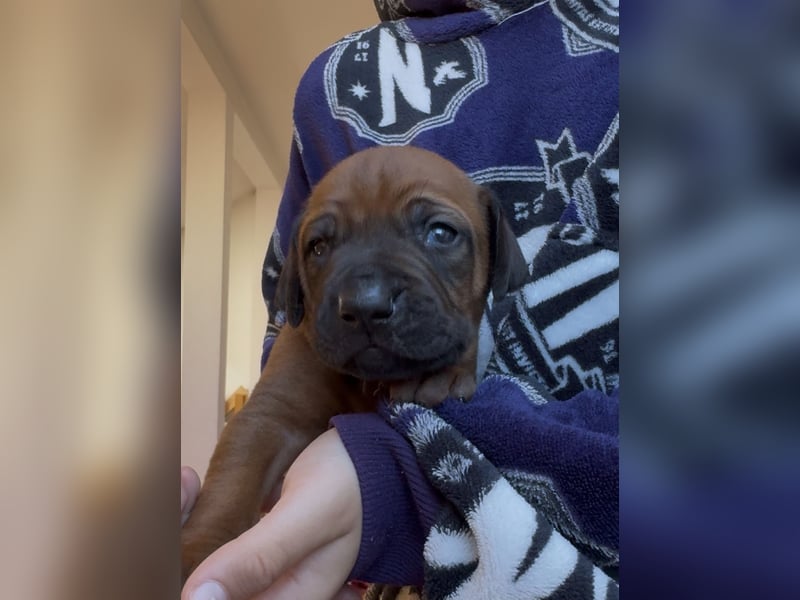 Rodezyjski Ridgeback - FCI