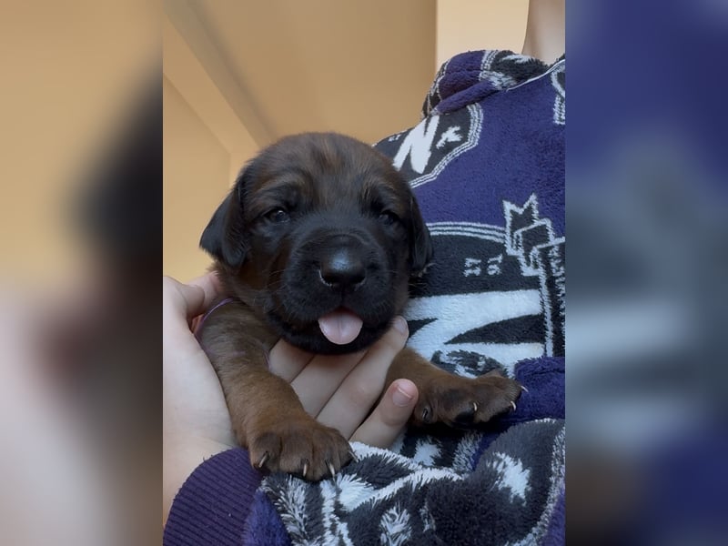 Rodezyjski Ridgeback - FCI