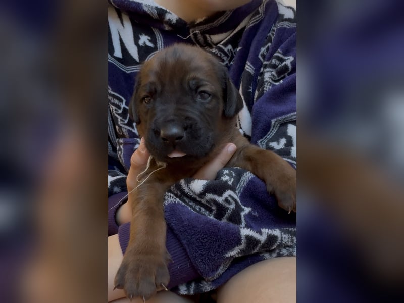 Rodezyjski Ridgeback - FCI