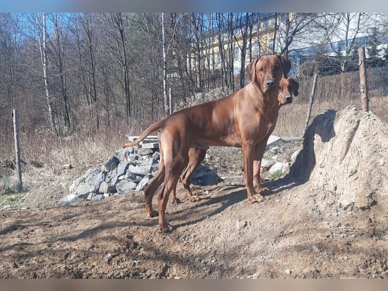 Rhodesian Ridgeback Rüde Welpe mit FCI-Papieren – 13 Wochen – stubenrein