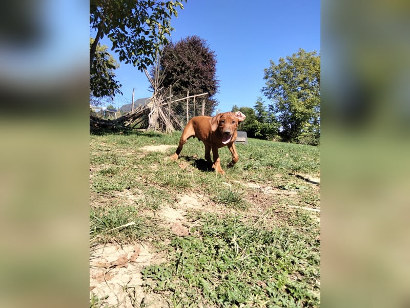 Rhodesian Ridgeback Rüde Welpe mit FCI-Papieren – 13 Wochen – stubenrein