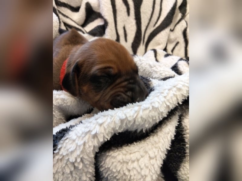 Rhodesian Ridgeback Welpen mit FCI-Papieren – Herz Afrikas – besondere afrikanische Linien