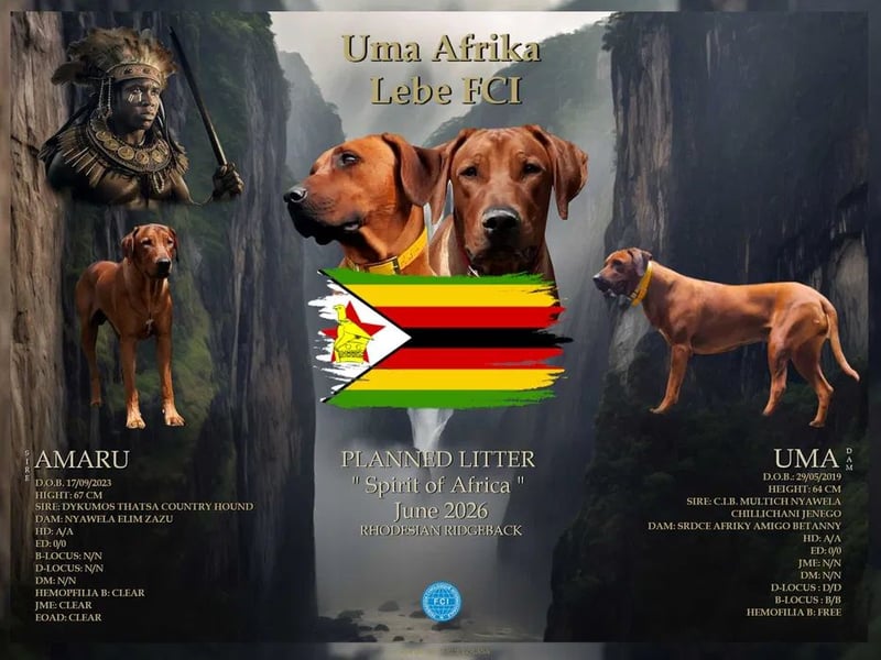 Rhodesian Ridgeback Rüde Welpe mit FCI-Papieren – 13 Wochen – stubenrein