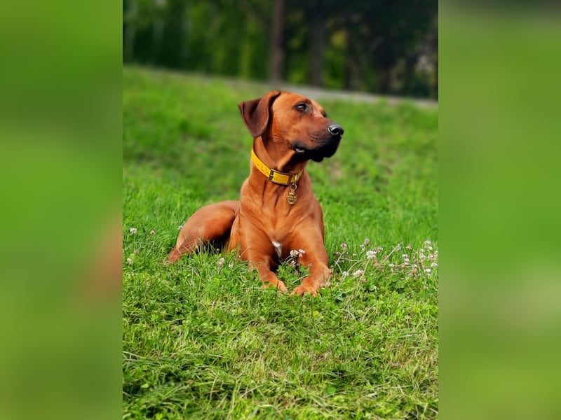 Rhodesian Ridgeback Rüde Welpe mit FCI-Papieren – 13 Wochen – stubenrein