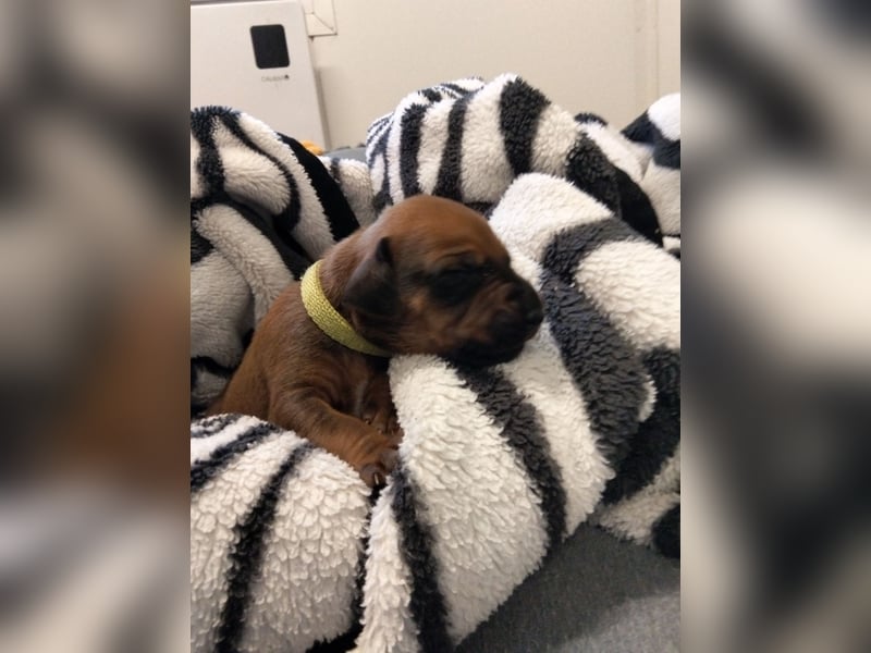 Rhodesian Ridgeback Welpen mit FCI-Papieren – Herz Afrikas – besondere afrikanische Linien