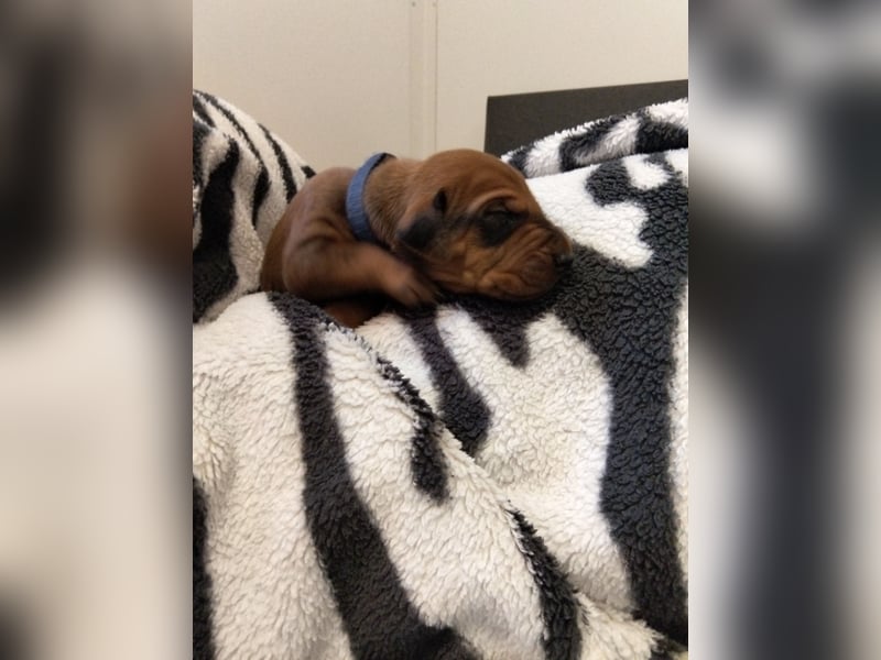 Rhodesian Ridgeback Welpen mit FCI-Papieren – Herz Afrikas – besondere afrikanische Linien