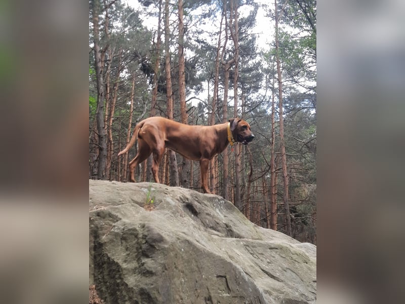 Rhodesian Ridgeback Rüde Welpe mit FCI-Papieren – 13 Wochen – stubenrein