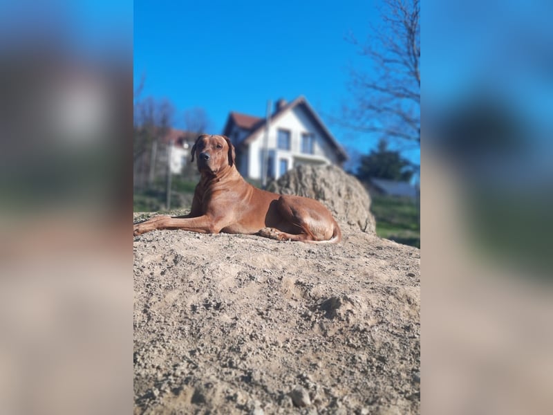Rhodesian Ridgeback Rüde Welpe mit FCI-Papieren – 13 Wochen – stubenrein