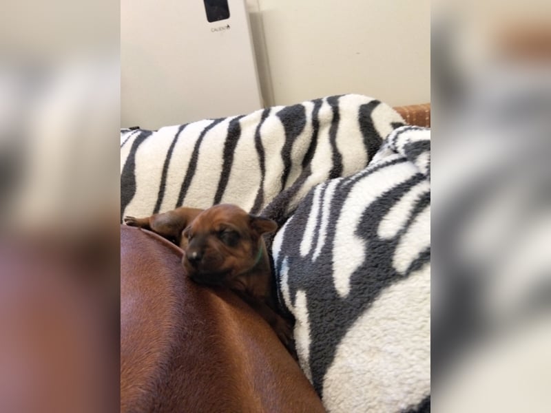 Rhodesian Ridgeback Welpen mit FCI-Papieren – Herz Afrikas – besondere afrikanische Linien