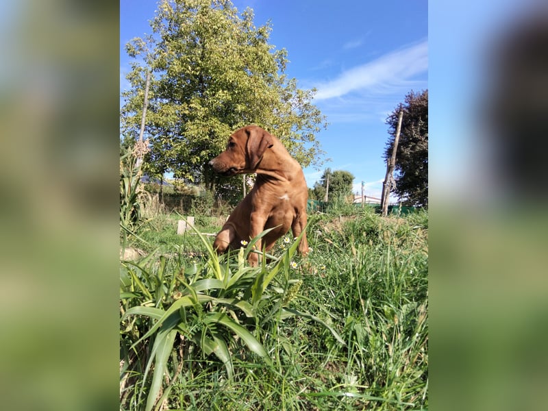 Rhodesian Ridgeback Rüde Welpe mit FCI-Papieren – 13 Wochen – stubenrein