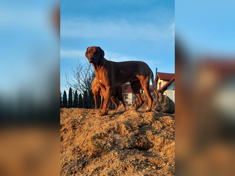 Rhodesian Ridgeback Rüde Welpe mit FCI-Papieren – 13 Wochen – stubenrein