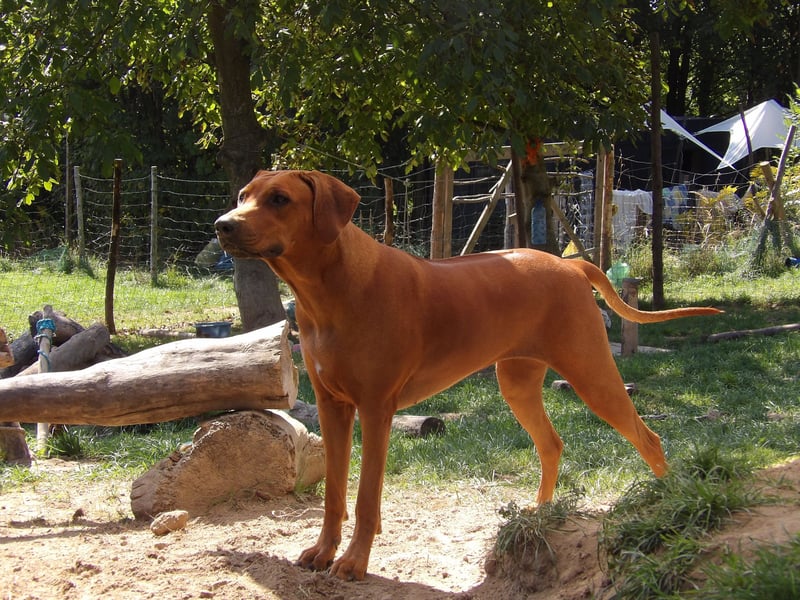 Rhodesian Ridgeback Welpen mit FCI-Papieren – Herz Afrikas – besondere afrikanische Linien