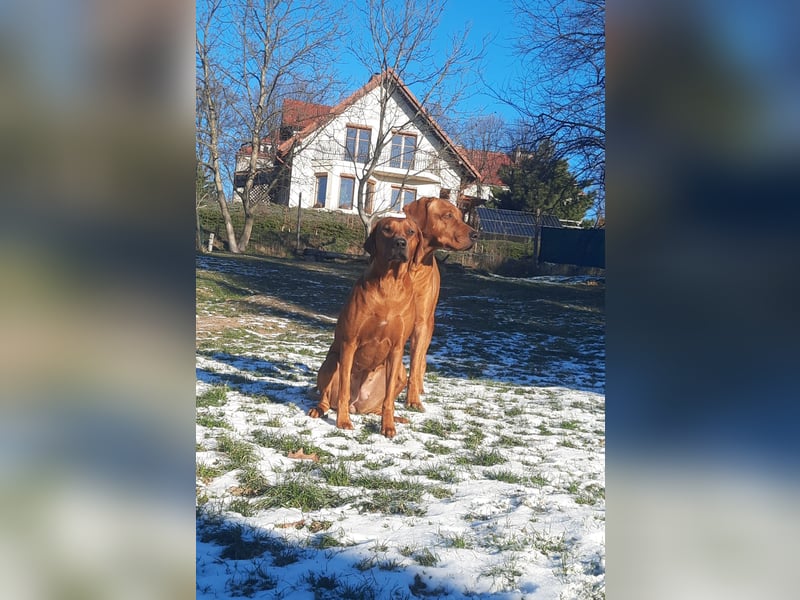 Rhodesian Ridgeback Welpen mit FCI-Papieren – Herz Afrikas – besondere afrikanische Linien