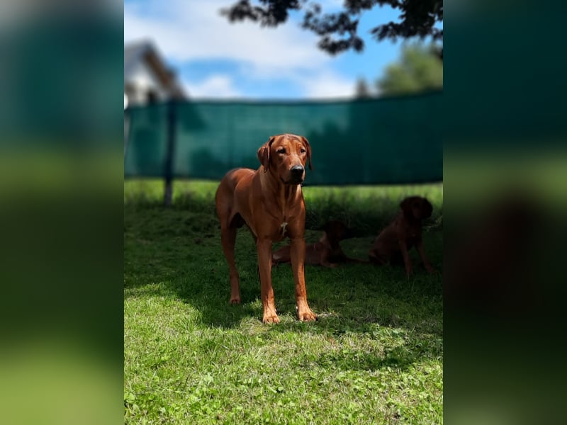 Rhodesian Ridgeback Rüde Welpe mit FCI-Papieren – 13 Wochen – stubenrein