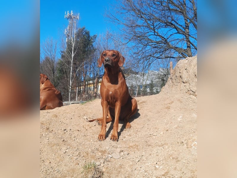 Rhodesian Ridgeback Welpen mit FCI-Papieren – Herz Afrikas – besondere afrikanische Linien
