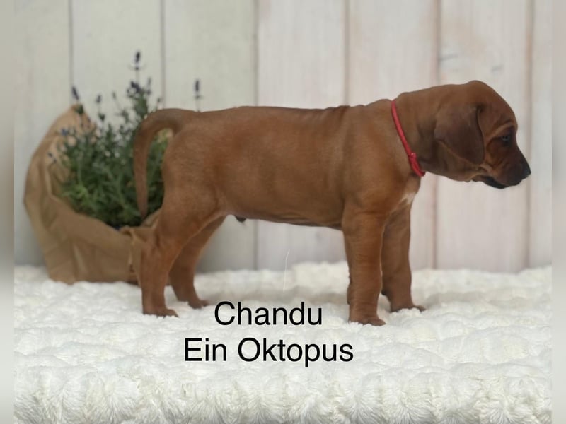 Rhodesian Ridgeback Flower Power Gang