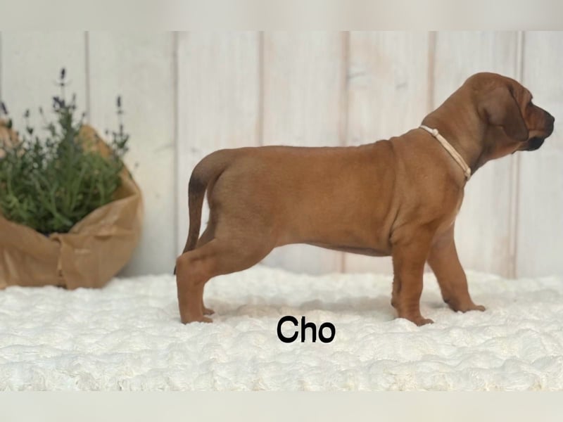 Rhodesian Ridgeback Flower Power Gang