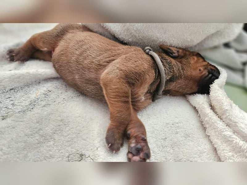 Rhodesian Ridgeback Welpen Abgabe ab November 2025 aus Leipzig