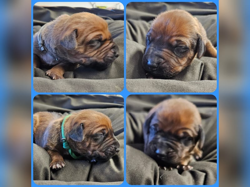 Rhodesian Ridgeback Welpen Abgabe ab November 2025 aus Leipzig