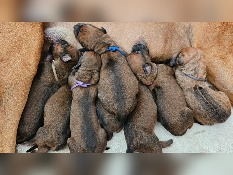 Rhodesian Ridgeback Welpen Abgabe ab November 2025 aus Leipzig