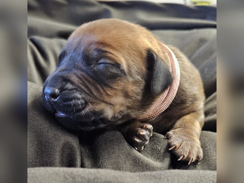 Rhodesian Ridgeback Welpen Abgabe ab November 2025 aus Leipzig