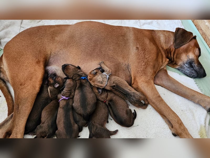 Rhodesian Ridgeback Welpen Abgabe ab November 2025 aus Leipzig
