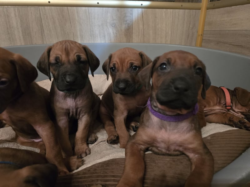 Rhodesian Ridgeback Welpen