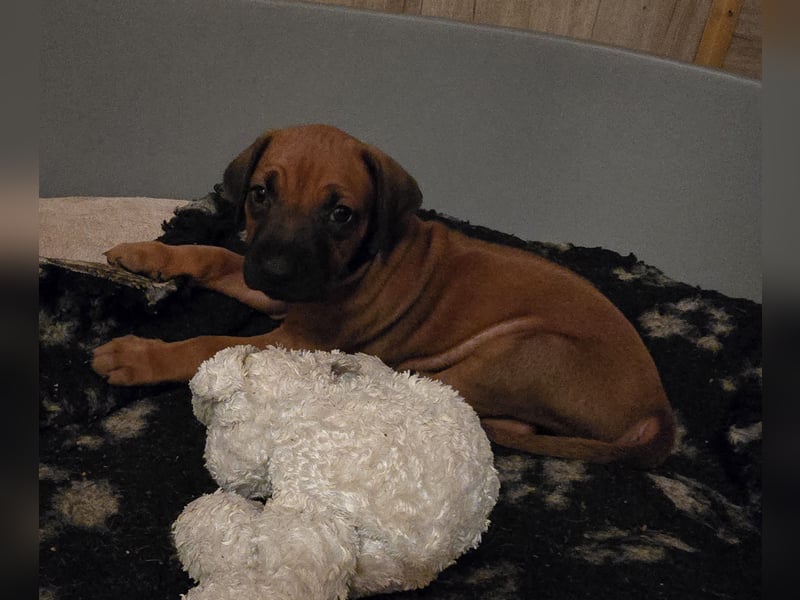 Rhodesian Ridgeback Welpen