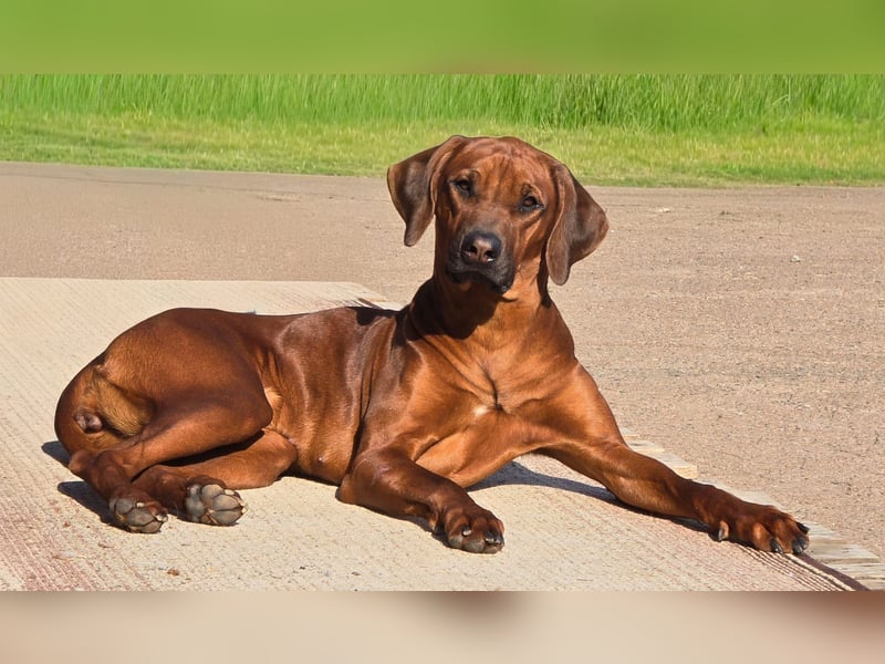 Rhodesian Ridgeback Welpen