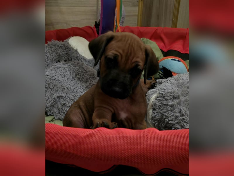 Rhodesian Ridgeback Welpen
