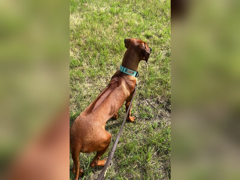 Rhodesian Ridgeback Rüde