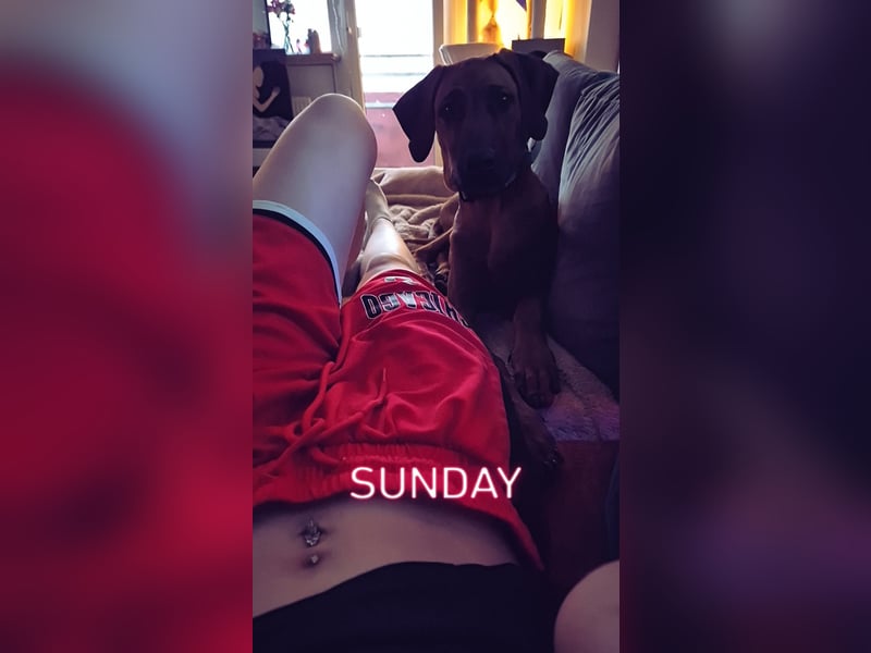 Rhodesian Ridgeback Rüde