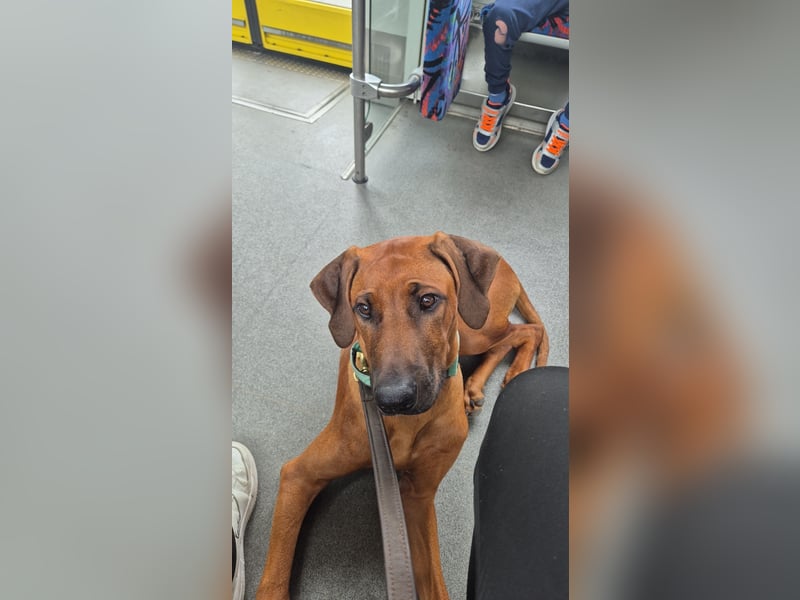 Rhodesian Ridgeback Rüde