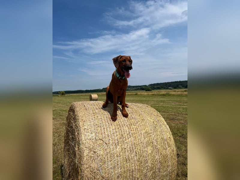 Rhodesian Ridgeback Rüde